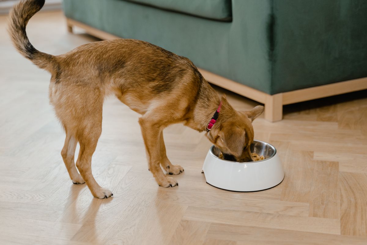 Dog eating from its bowl